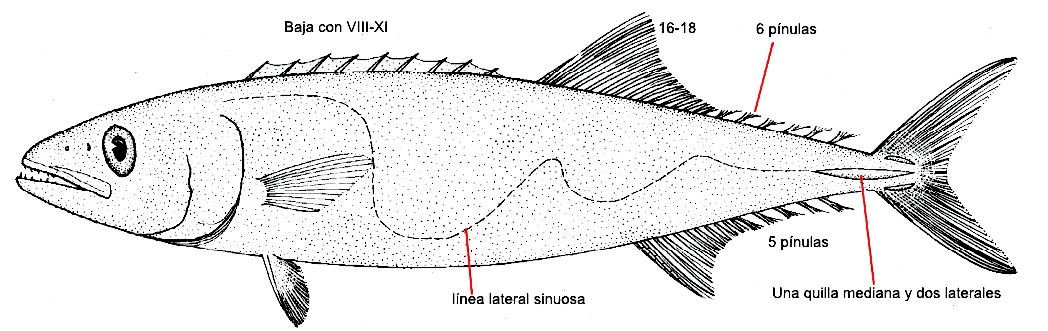 Lepidocybium flavobrunneum_01.jpg